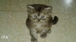 37days old pure Persian kittens for sale.