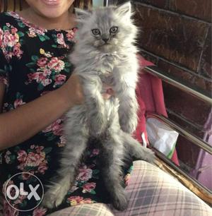 3months old Persian cat, vaccinations and
