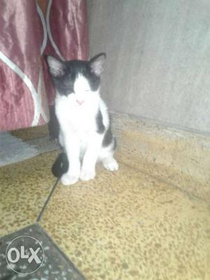 45 days male kitten black nd white