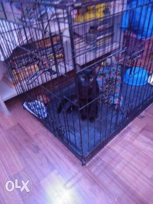 5 month Old, Black Cat Kitten available for sale
