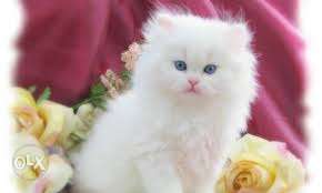 55 days so cute pure Persian kitten cod