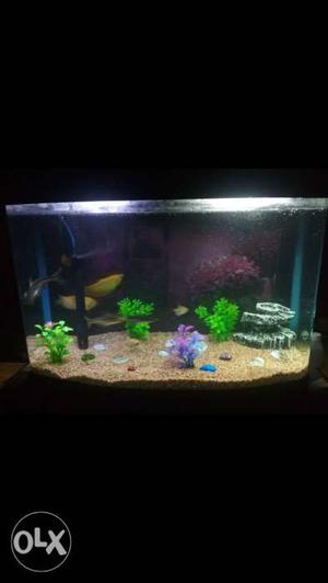 70 litres capacity fish tank with all accessories
