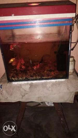 All fish and tank with filter.urgent sale.for