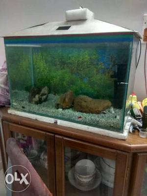 Aquarium (no fish)
