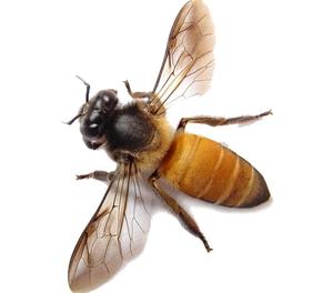 Bees pest control | Bees Pest Control melbourne | Bees Remov