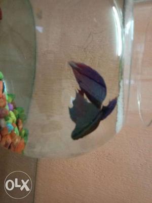 Betta breeding pair for 100rs. local male and