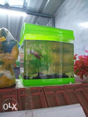 Betta fish import aquarium available I395