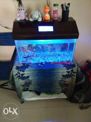 Big size fish tank with stand and 2 shark fish.