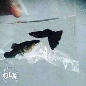 Black Moscow guppy Pair ₹180/- Pregnant