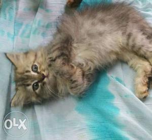Brown persian Mackerel Tabby Kitten urzent sale