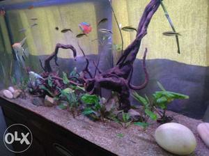 Complete 4 feet aquarium set up for sale