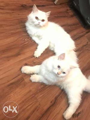 Couple pair percian cat Male and female (