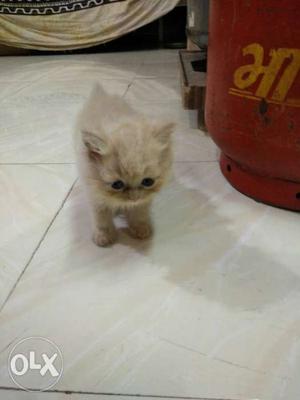 Cream Persian Kitten