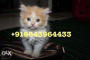 Cuddly Persian Kittens and Cats Available. All