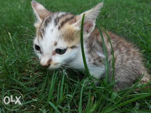 Cute kitten in.ranchi