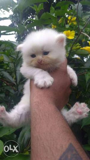 Cutest Persian kittens available