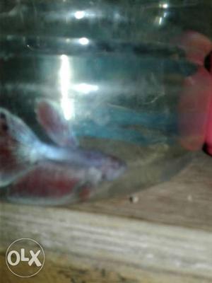 Elephant dears betta size 1:5 inches