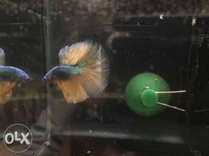 Exclusive bettas for sale full moon only exotics