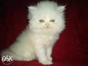 Extrmpunch white persian kitten available male female both