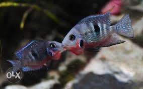 Fire mouth cichiled Breeding pair