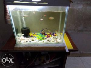 Fish Aquarium