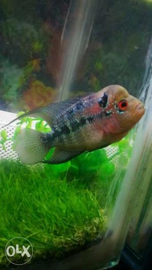 Fish tank and Red Dragon Flowerhorn male. Filter