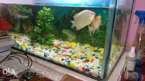 Fish tank aquarium with water heater and air