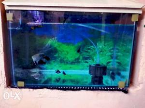 Fish tank with fish fixed rate 