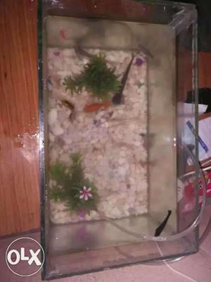 Fish tank with new motor and Fish
