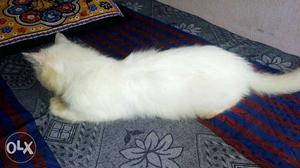 Flame point pregnant female for sale.