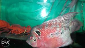 Flowerhorn 6 inch size