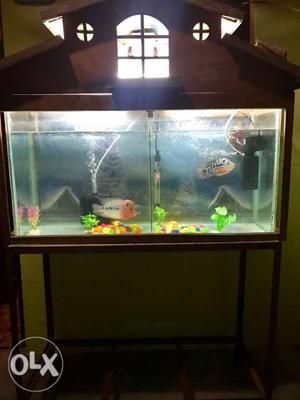 Flowerhorn Fish with Fish Tank