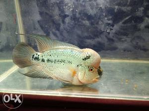 Flowerhorn (best quality male, size more than 1 feet) price
