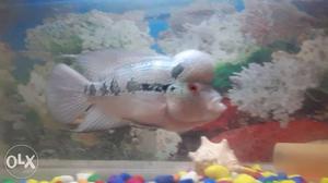 Flowerhorn fish impote nice colour sale fast