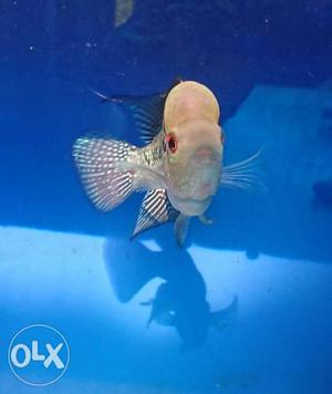 Flowerhorn fish with head. size 3" age 3.5