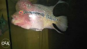 Flowerhorn male and female for sale. total 