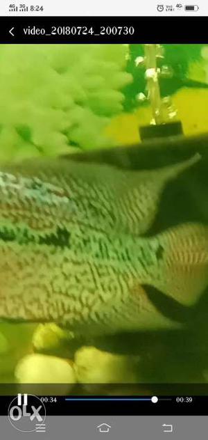 Flowerhorn red kamfa malau imported