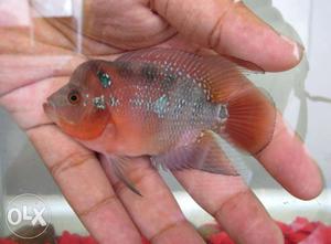 Flowerhorn with hump one piece