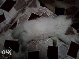 Full coating hair. white colour Male kitten. for
