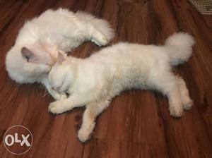 Full white 3 coded persian cat pair male femail