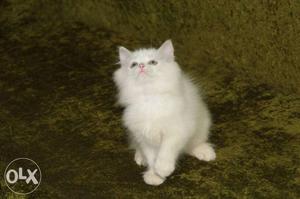 Full white male persian kitten cat available for