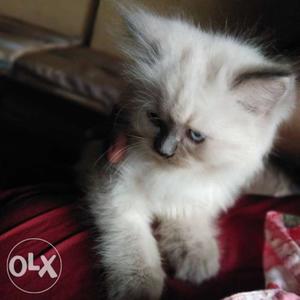 Full white with big hair Persian cat female 1