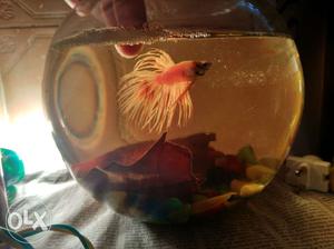 Fully grown yellow crowntail betta with bowl for