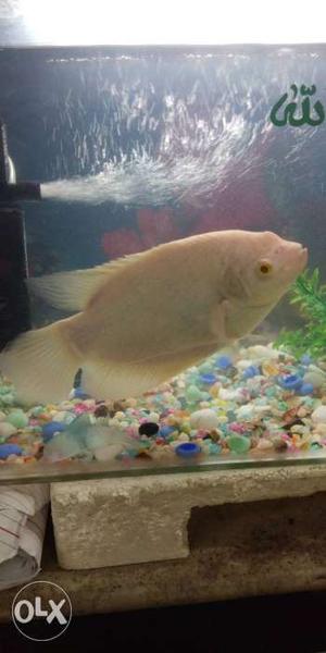 Gaint Gourami Fish Healthy and Active 9inch large