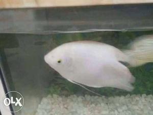 Giant Gourami Fish - 8 inches