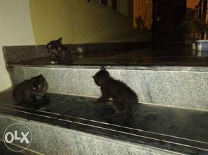 Giving away Kittens. please contact for adoption.