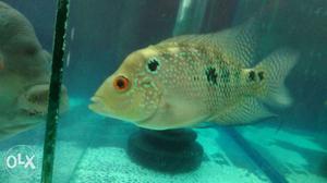 Gold Flowerhorn 3 month old,Good breed, Cheapest price