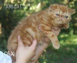 Golden pnch face kitten or sale or very cheap