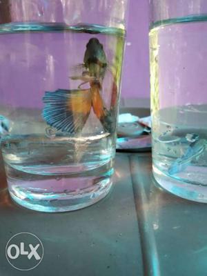 Golden yellow tail betta end round with blue line
