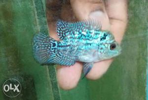 Good Quality Red Dragon Flowerhorn available for sell.